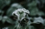 荨麻草(荨麻草：在中国常见的野生草本植物)