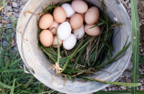 鸡蛋要煮多久才能熟？详细煮法分享！