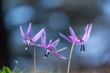 鬼之花宴(鬼之花宴引领华丽视听盛宴)